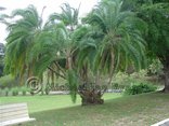 Trinidad Botanical Gardens